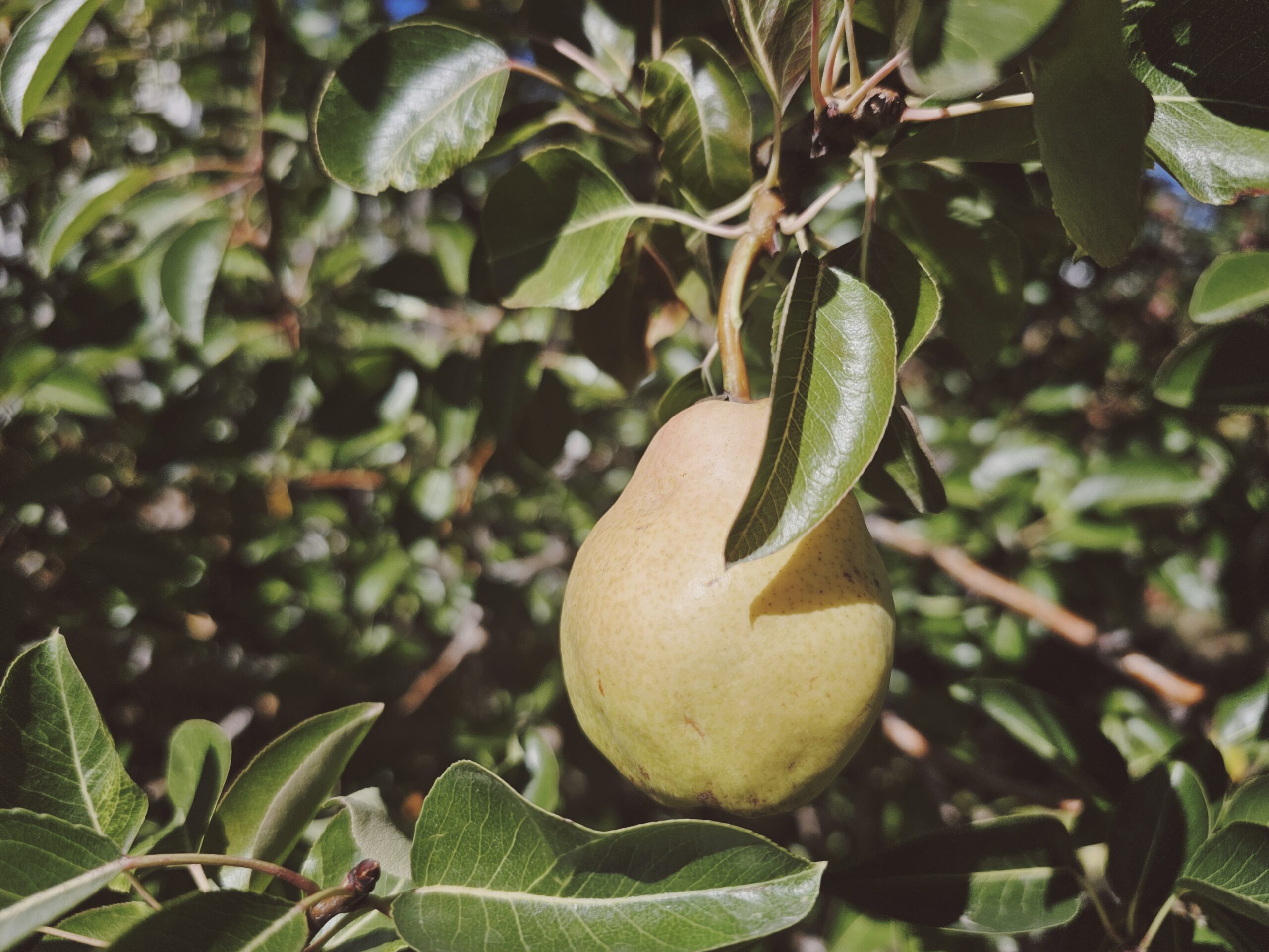 From Tree to Table: Celebrating the Pear Harvest Season